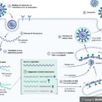 Coronavirus-Replication-Cycle