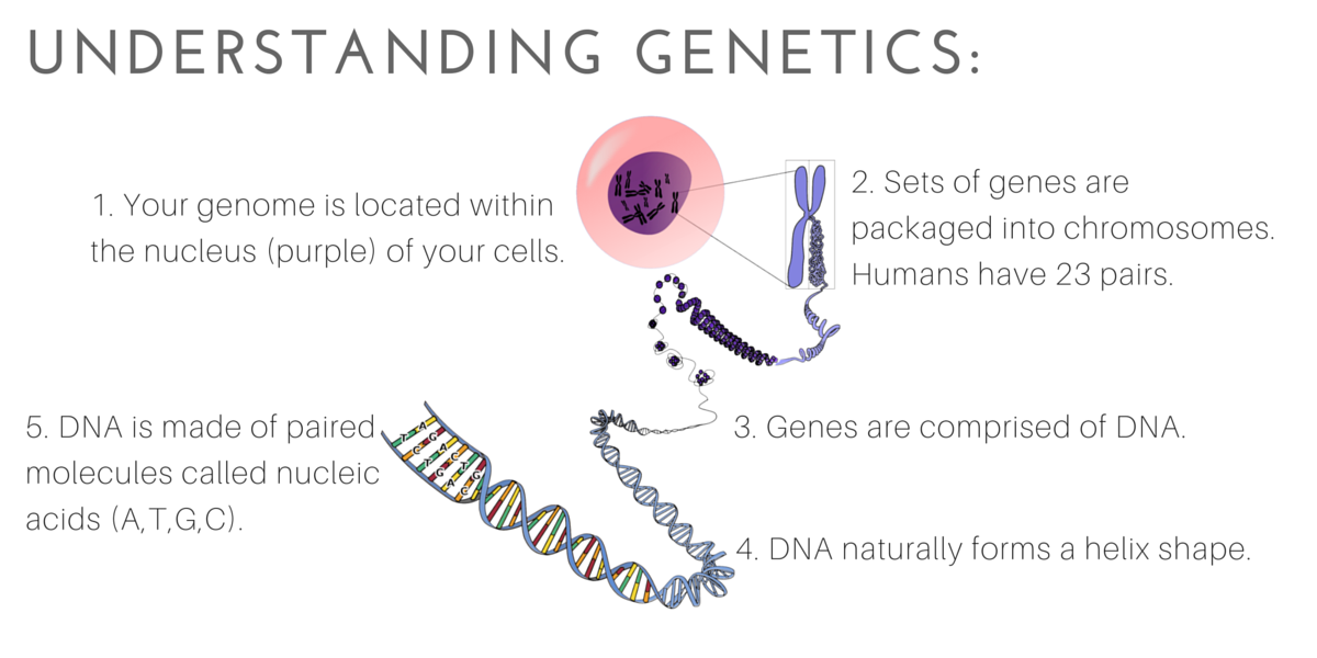 Understanding Your Genetics